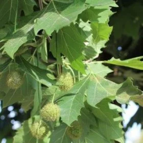 Columbia Plane Tree